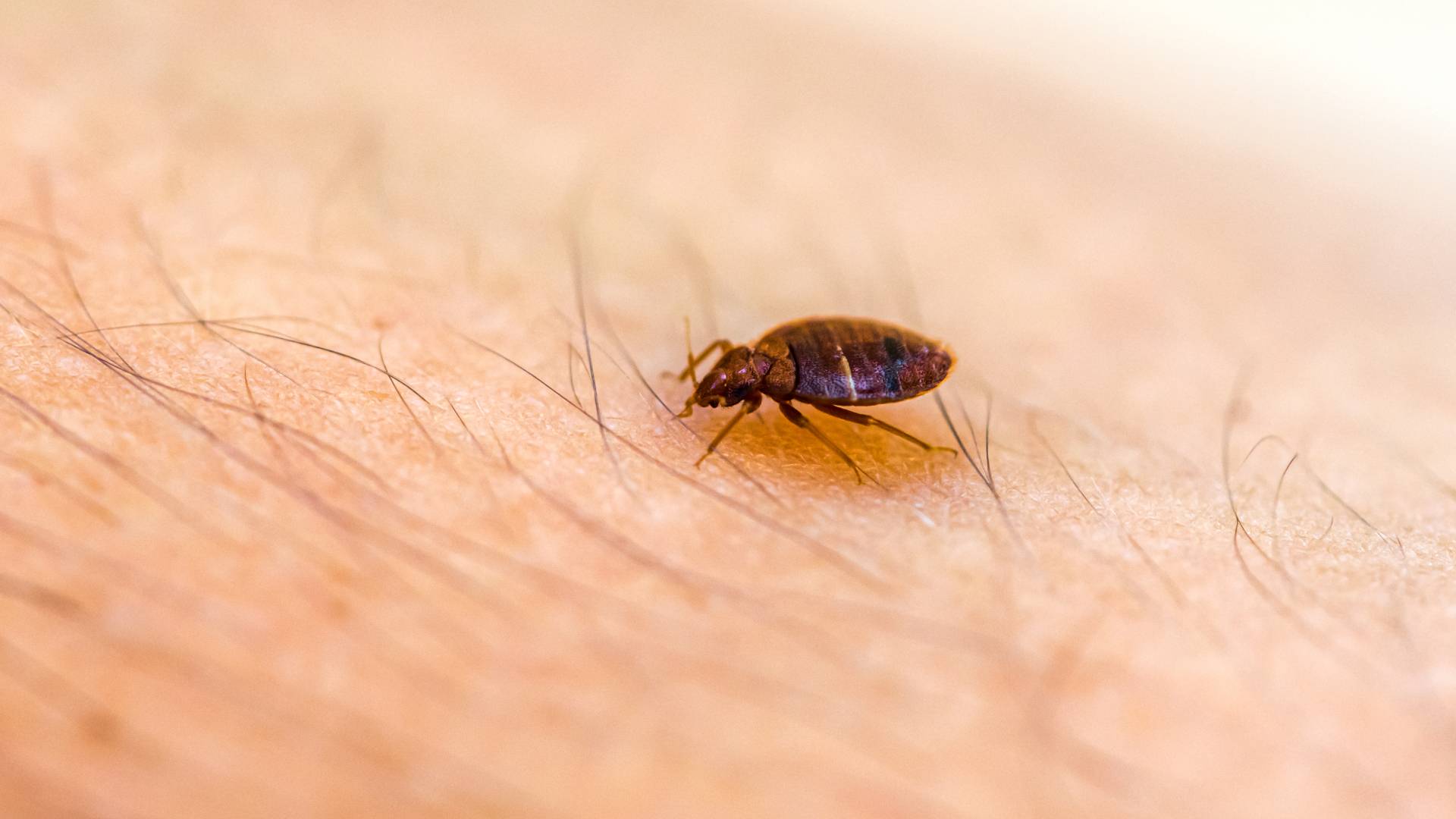 How Do Pest Controllers Remove Bed Bugs?