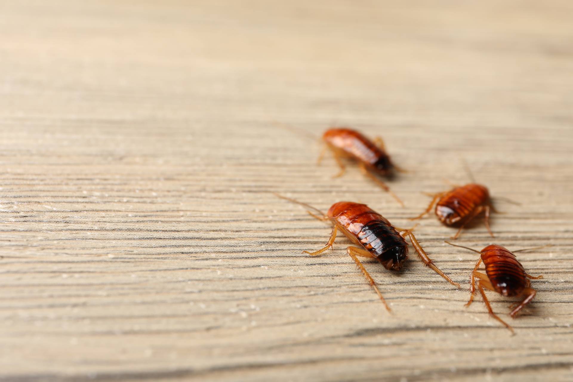 Understanding Cockroach Behaviours In Havant