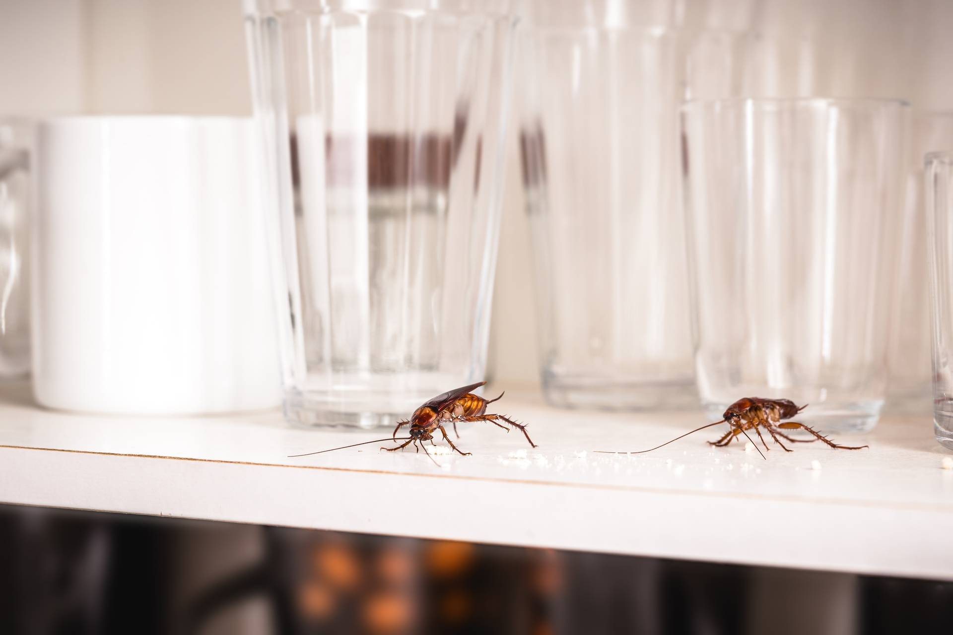 Advanced Cockroach Control Techniques