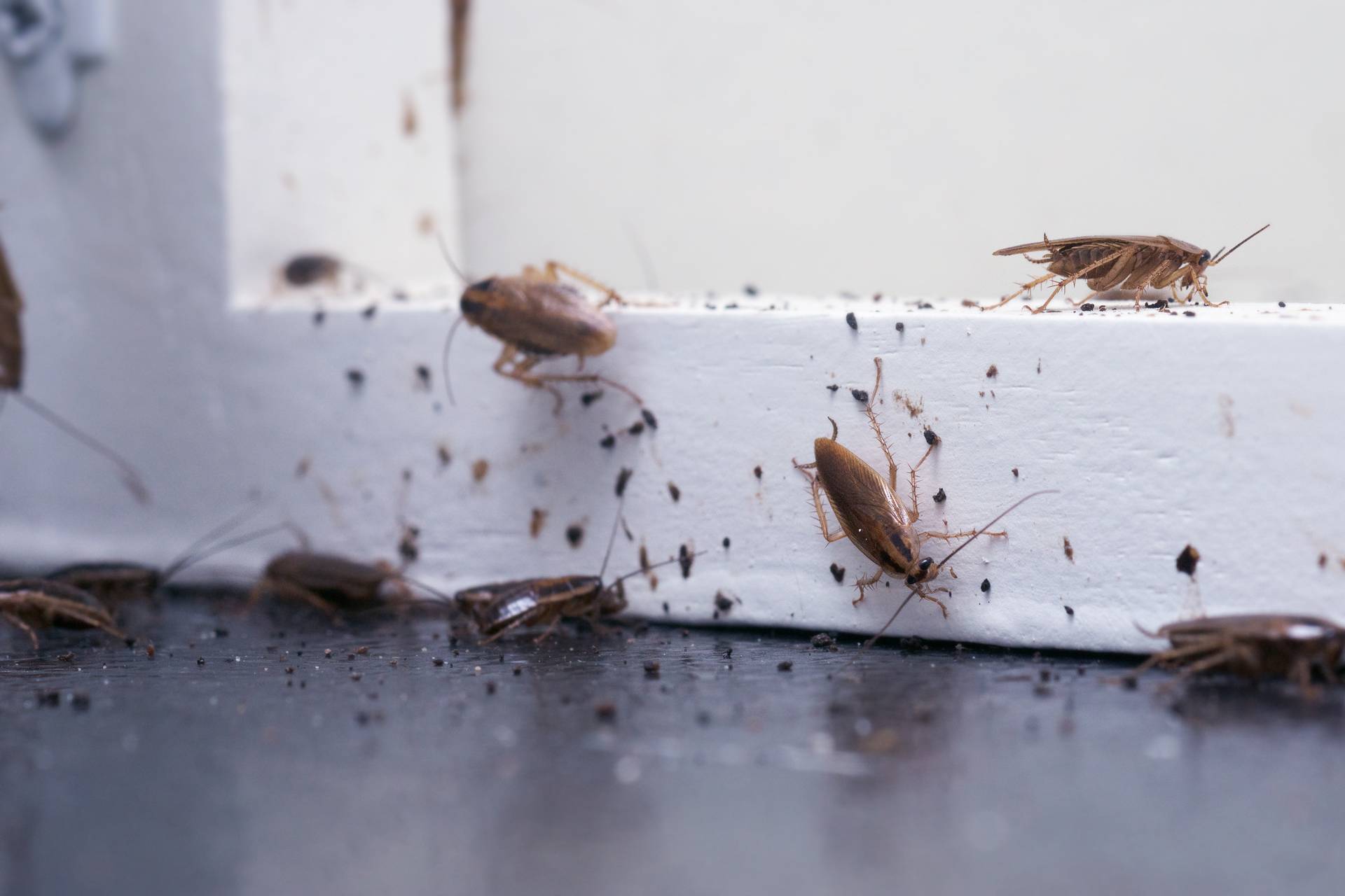 Long-Term Prevention And Monitoring For Cockroach Control In Havant
