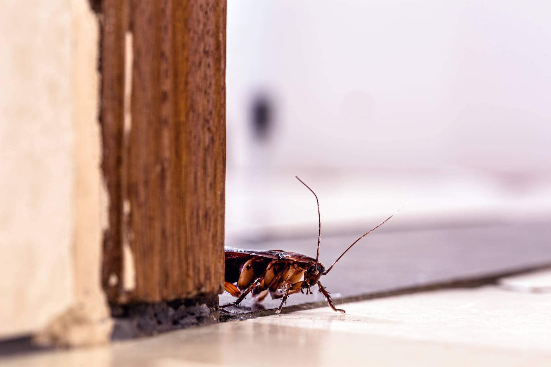 Why Choose RS Pest Control For Your Cockroach Problems In Havant
