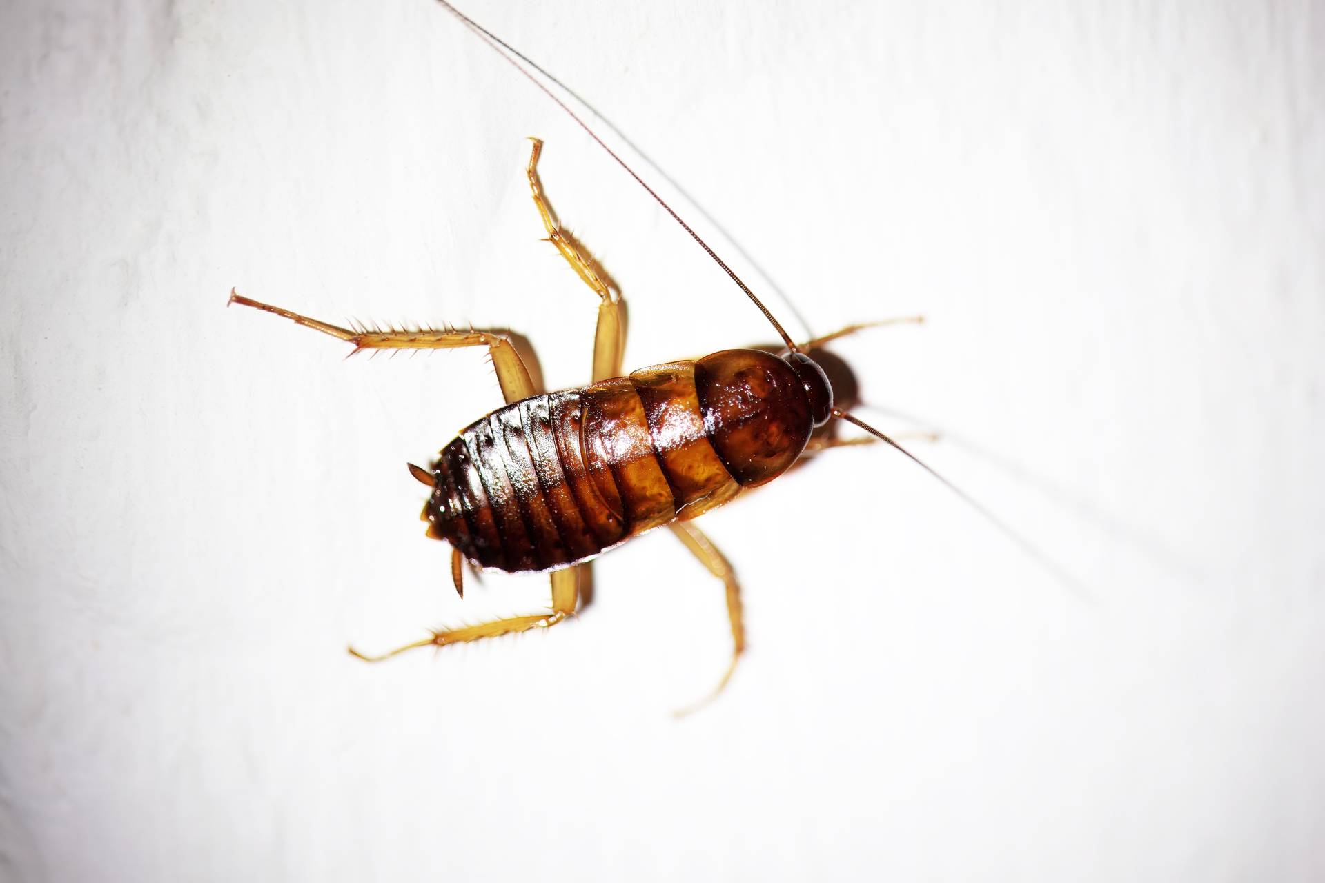 Cockroach Infestations In Gosport Homes
