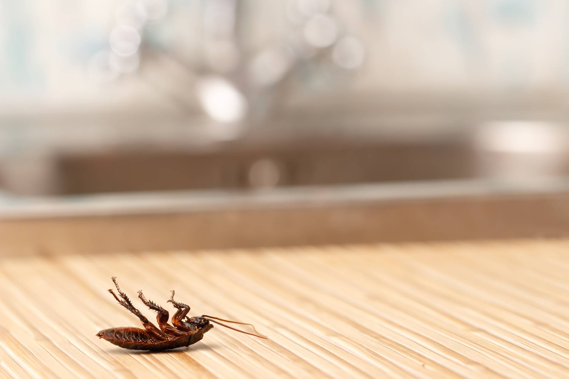 Professional Cockroach Control Techniques
