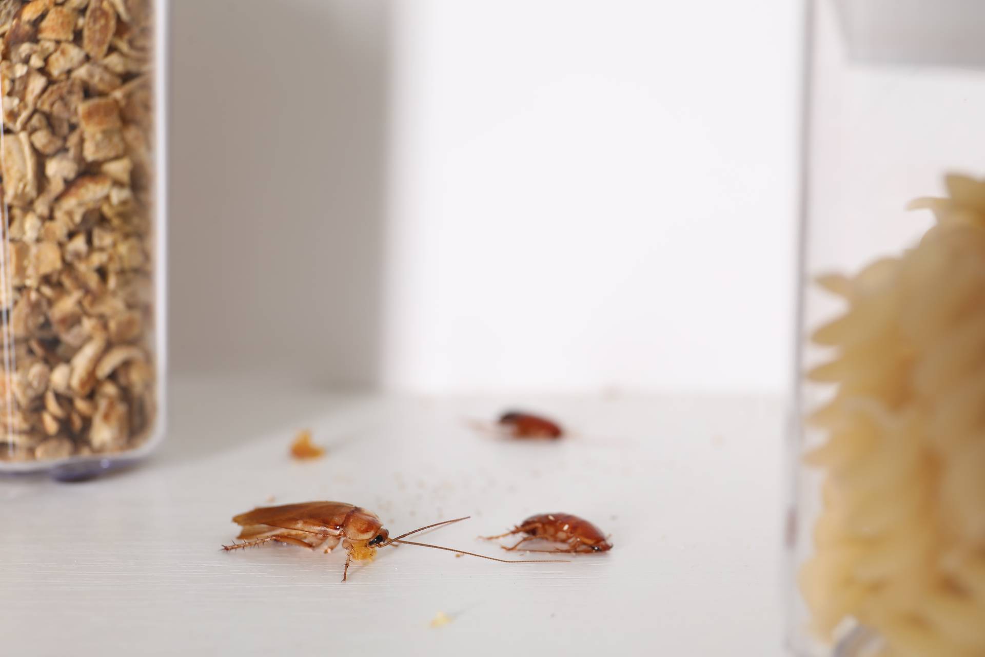 Understanding Cockroach Behaviour In Gosport