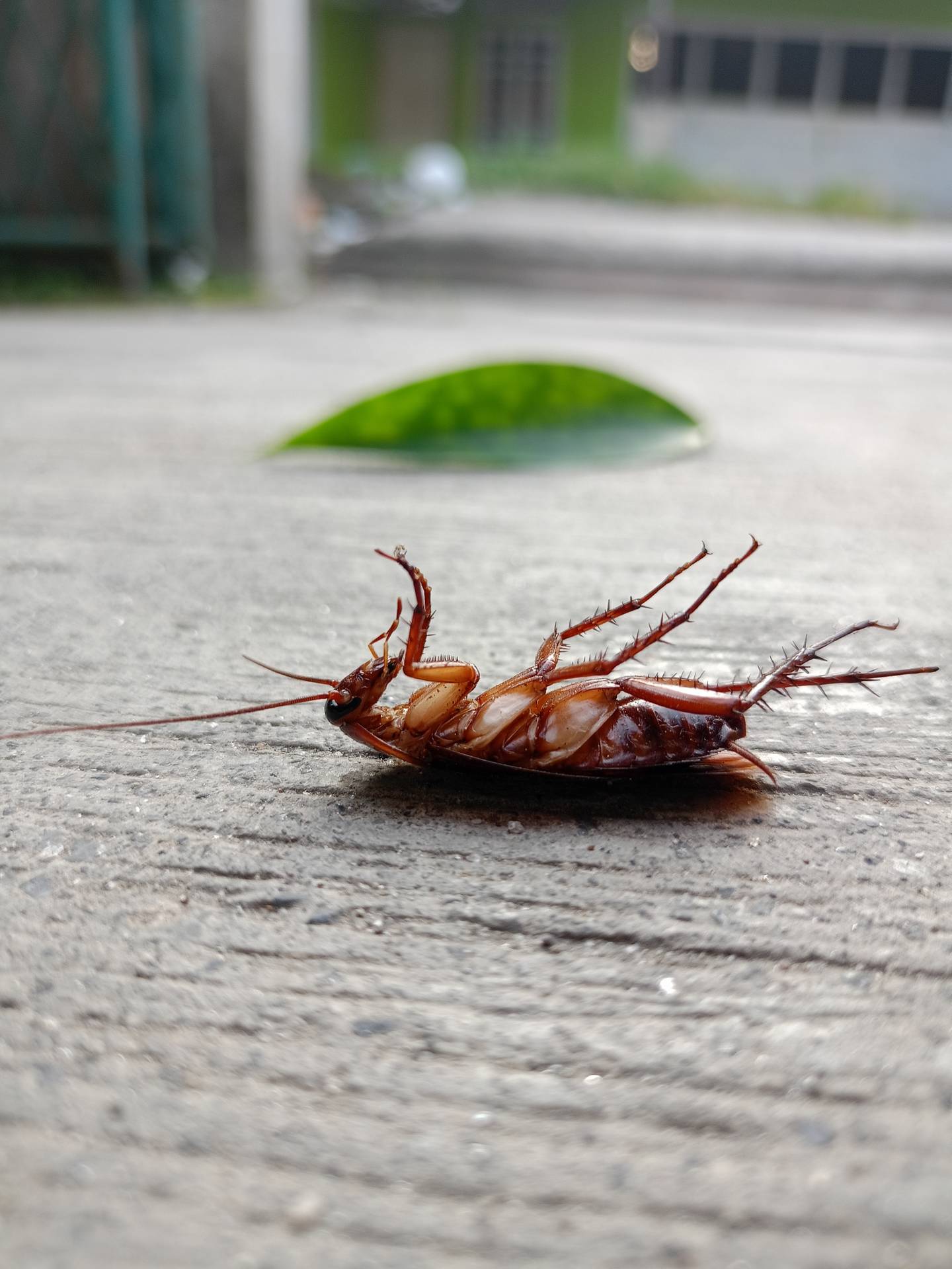 Advanced Solutions For Cockroach Control In Gosport
