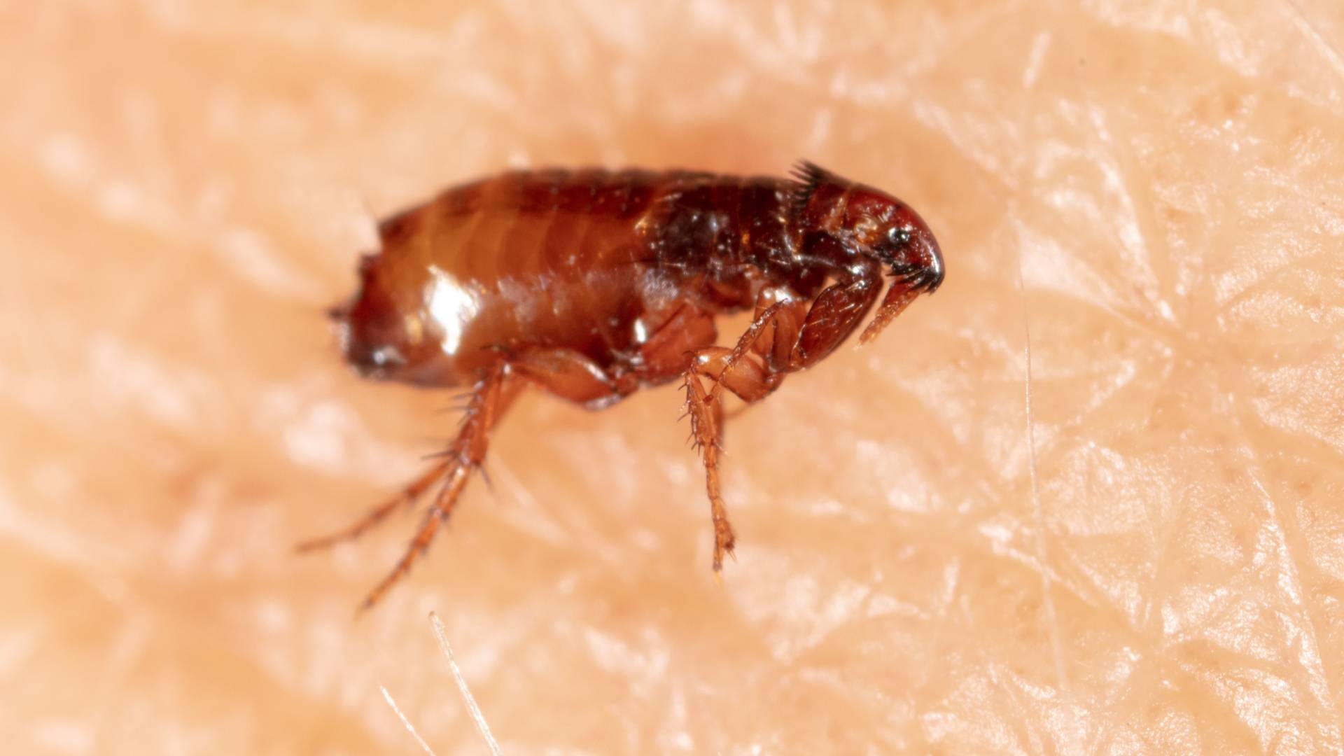 How To Deal With Mites &amp; Fleas