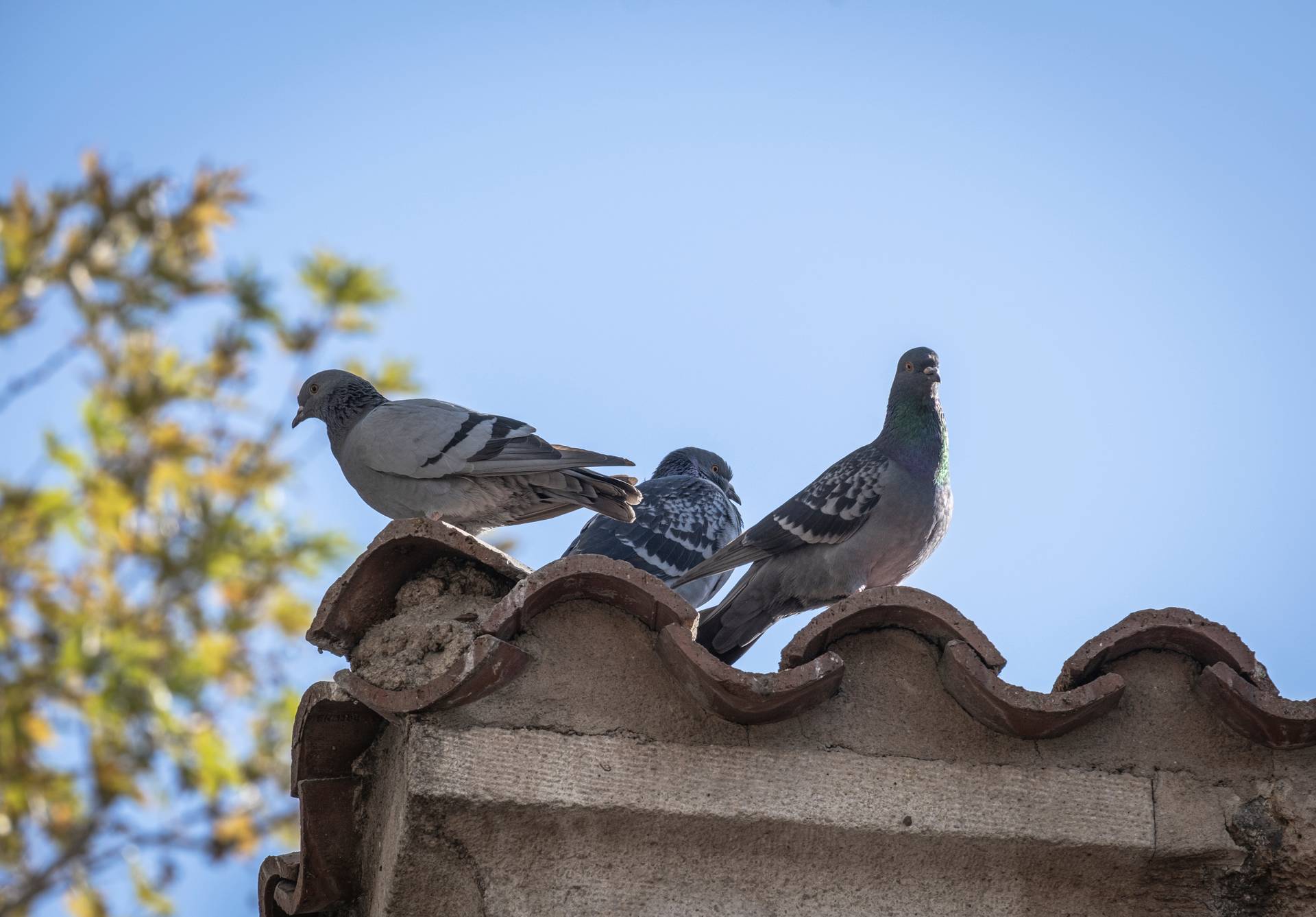 Pigeon Prevention Techniques For Homeowners