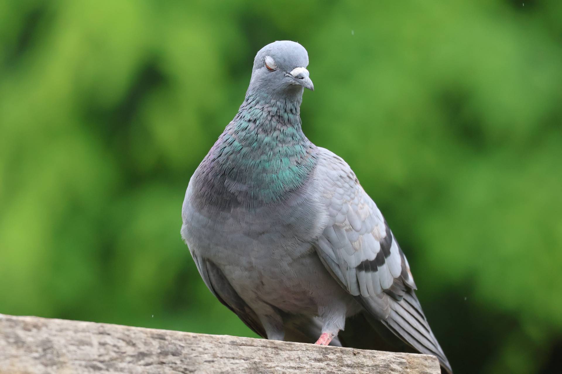 Effective Pigeon Control Strategies In Fareham