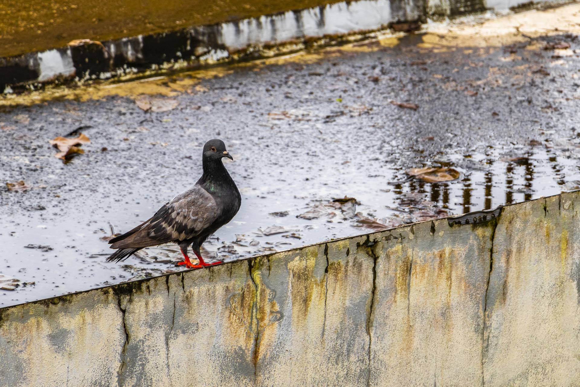 Customized Pigeon Control Solutions By RS Pest Control