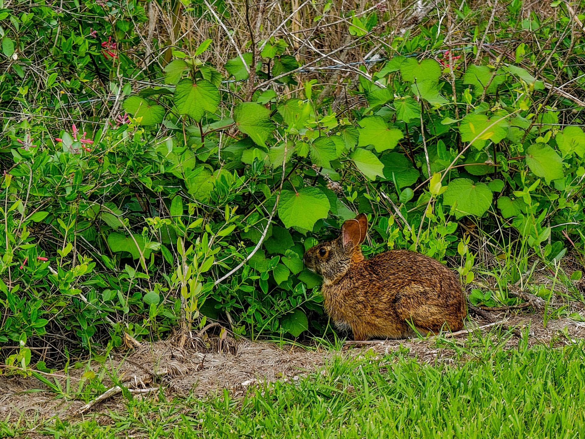 Understanding Rabbit Challenges In Portsmouth