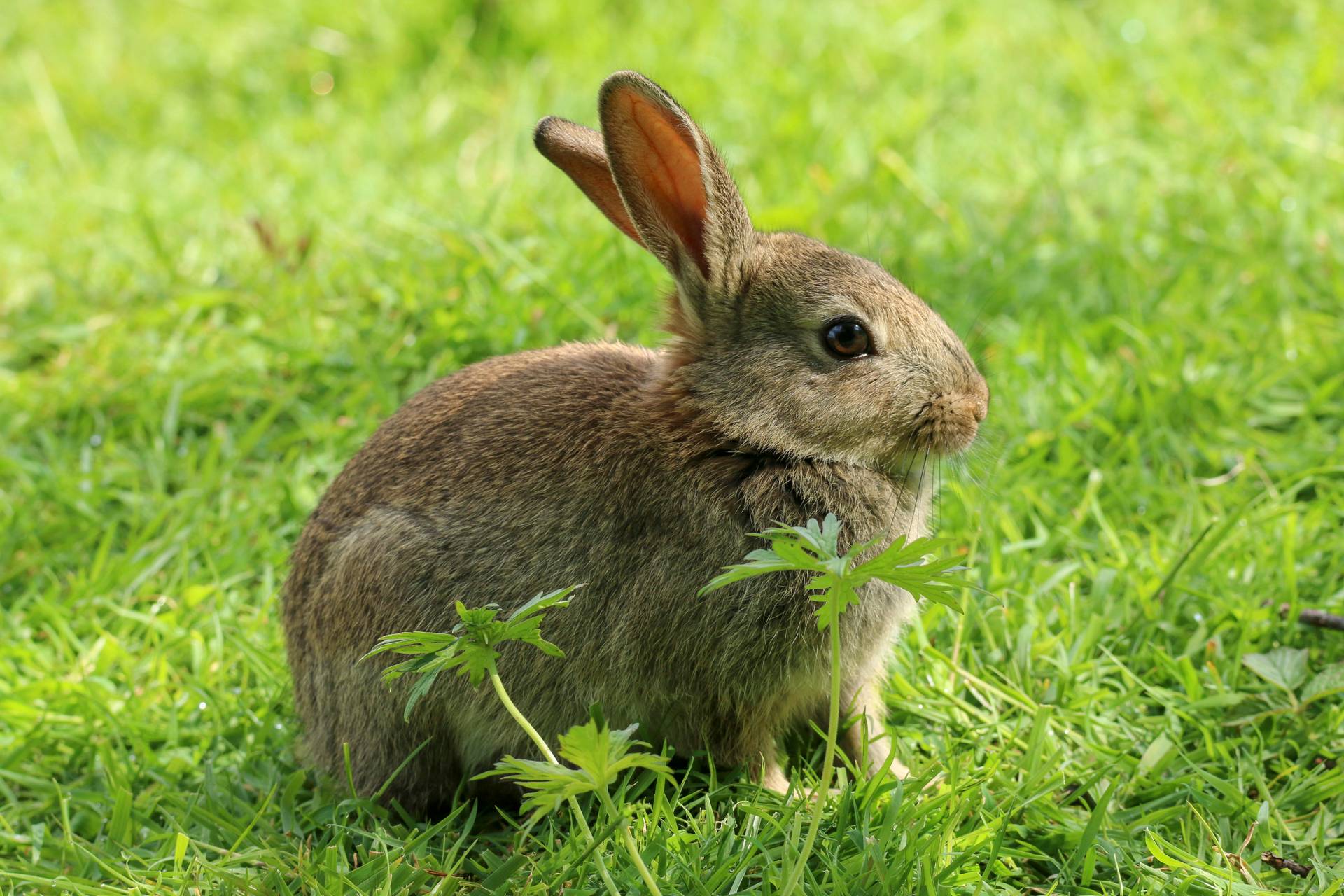 Professional Rabbit Control Services In Portsmouth