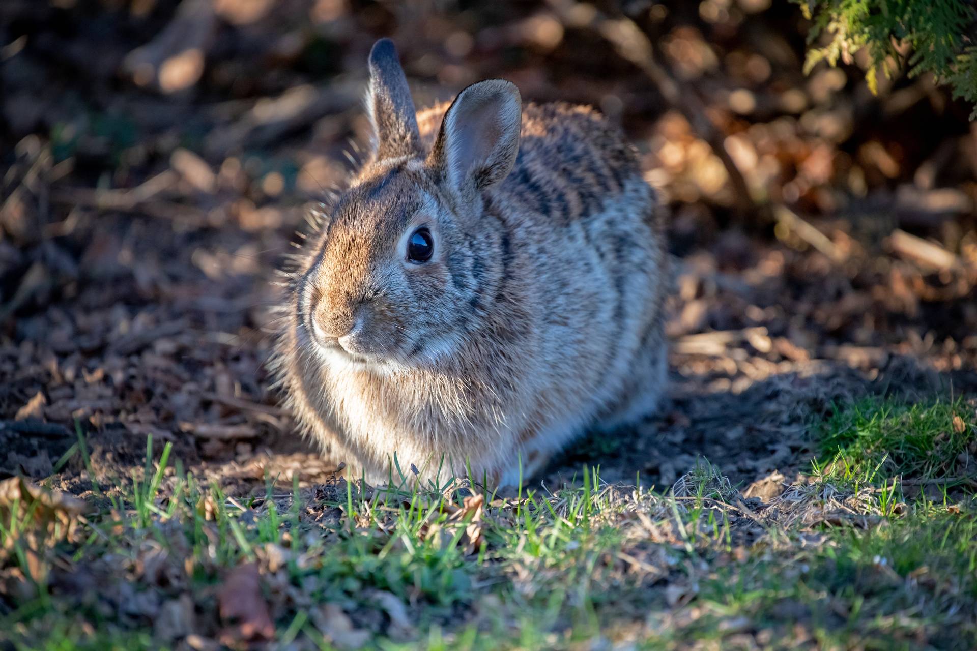 Preventive Measures For Rabbit Problems In Portsmouth