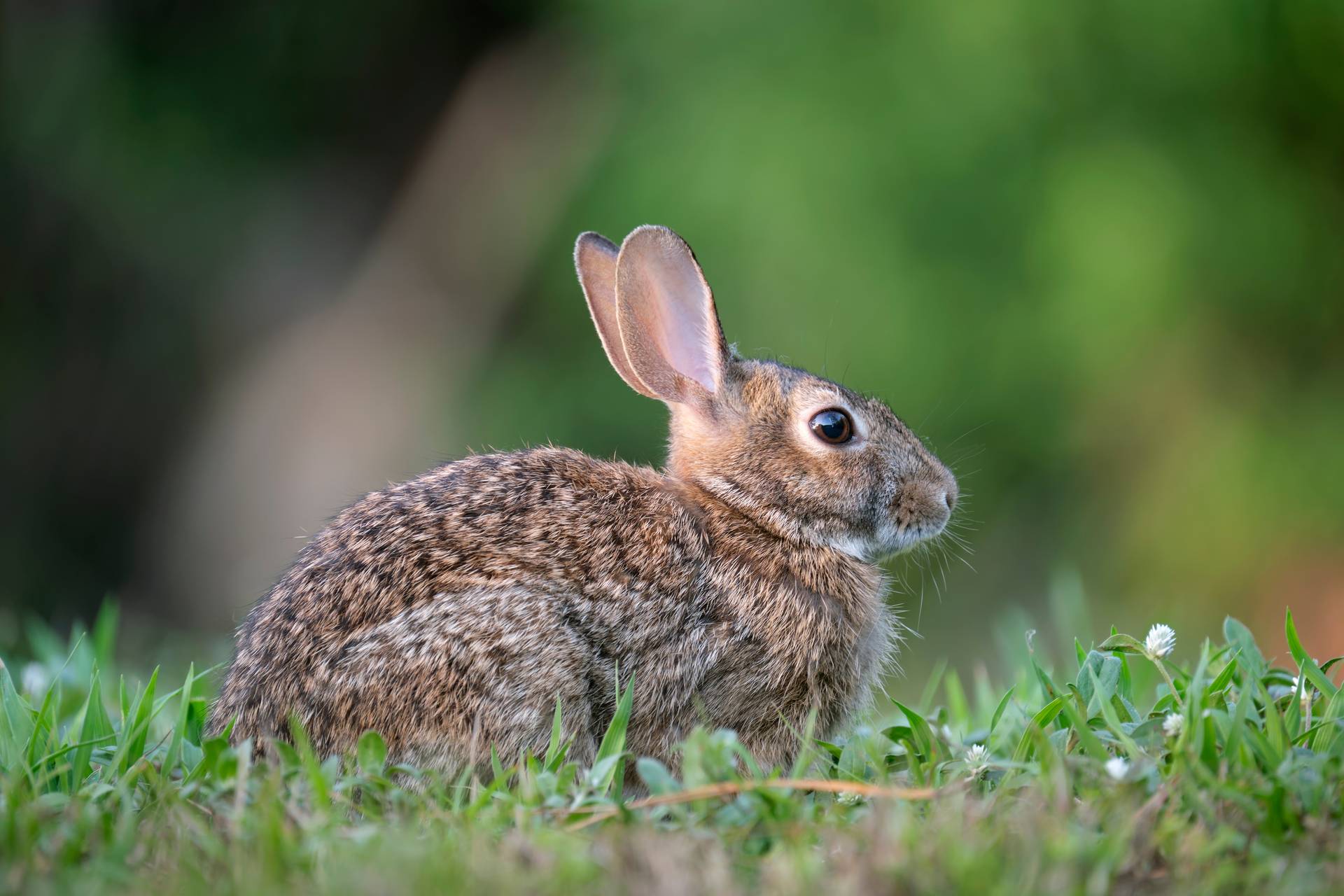 Professional Solutions For Rabbit Infestations